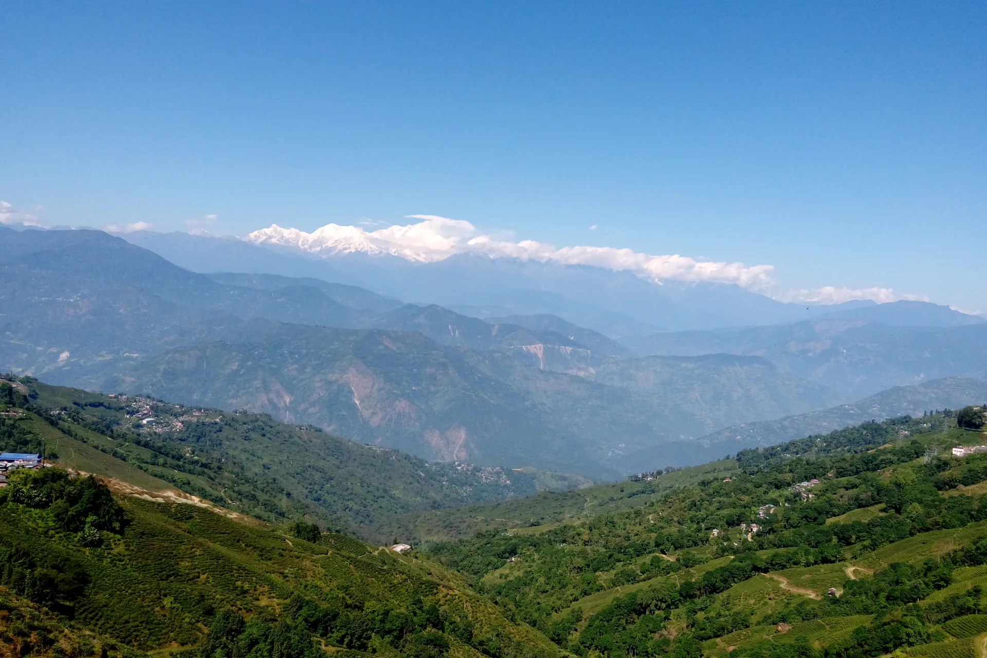 Tea gardens and the Kanchenjunga range from Darjeeling