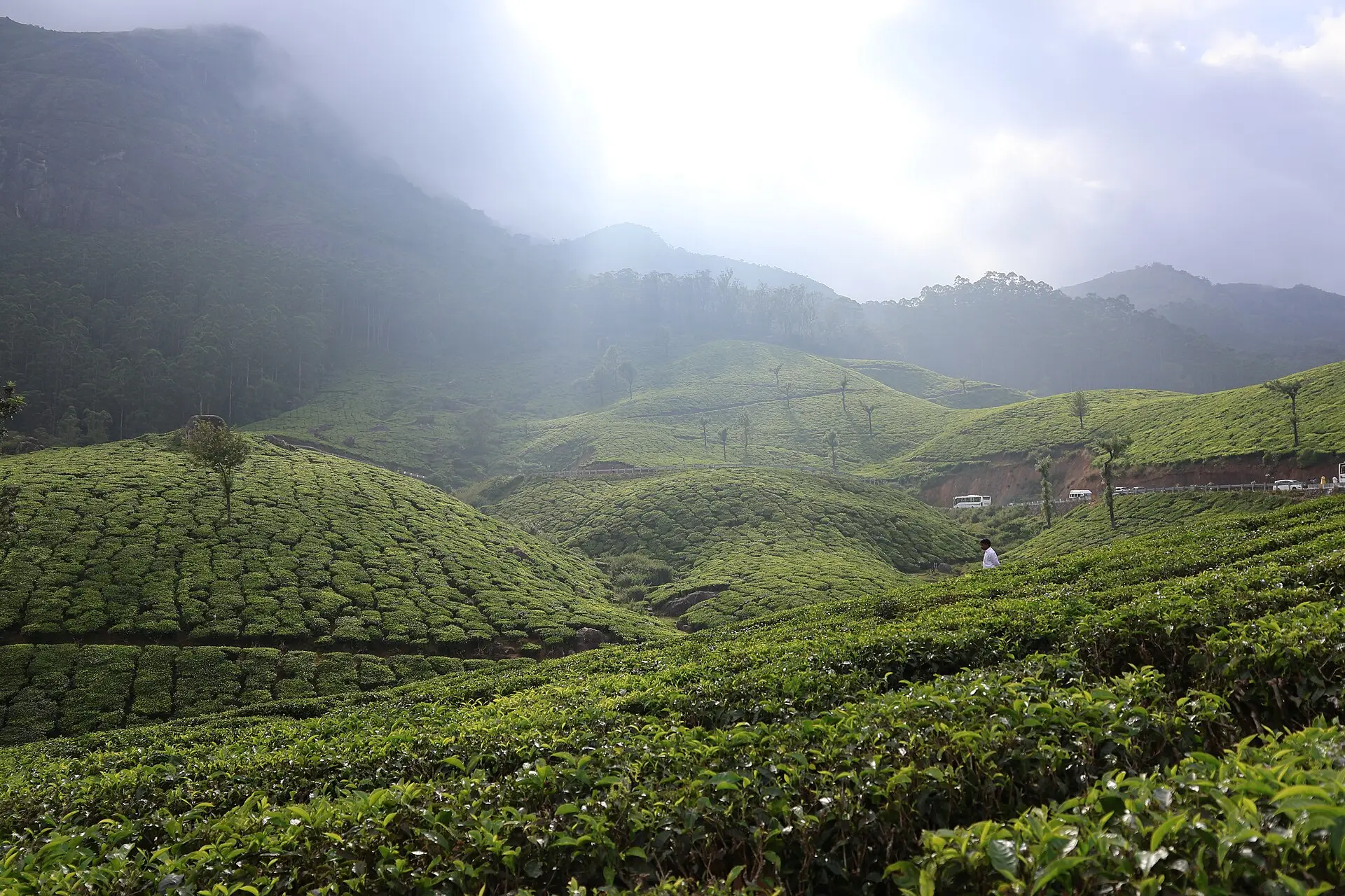 Rolling tea plantations in the hills of Munnar, Kerala