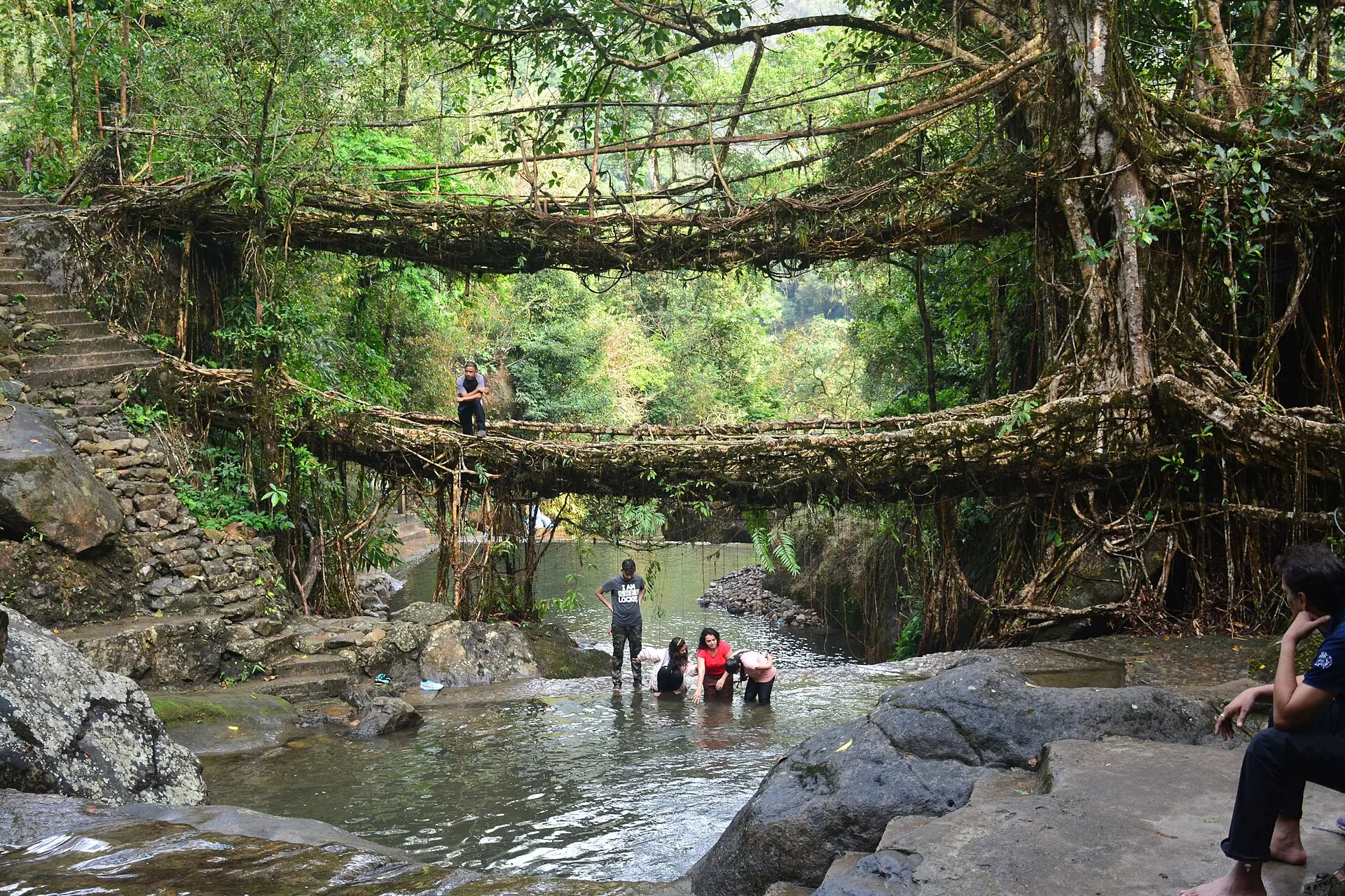 Living root bridge in the forests of Meghalaya