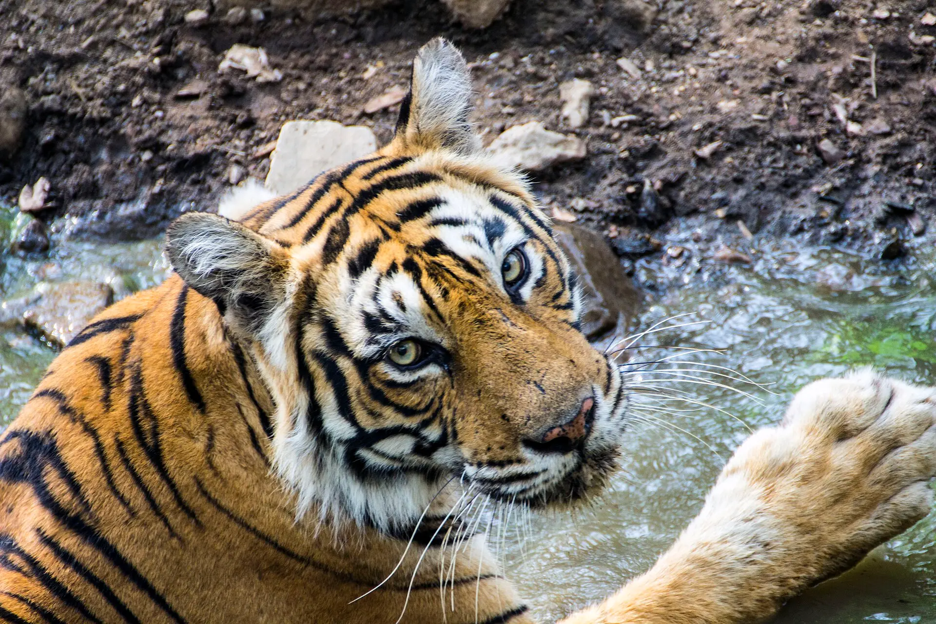 Tiger in the grasslands of Ranthambore National Park, Rajasthan