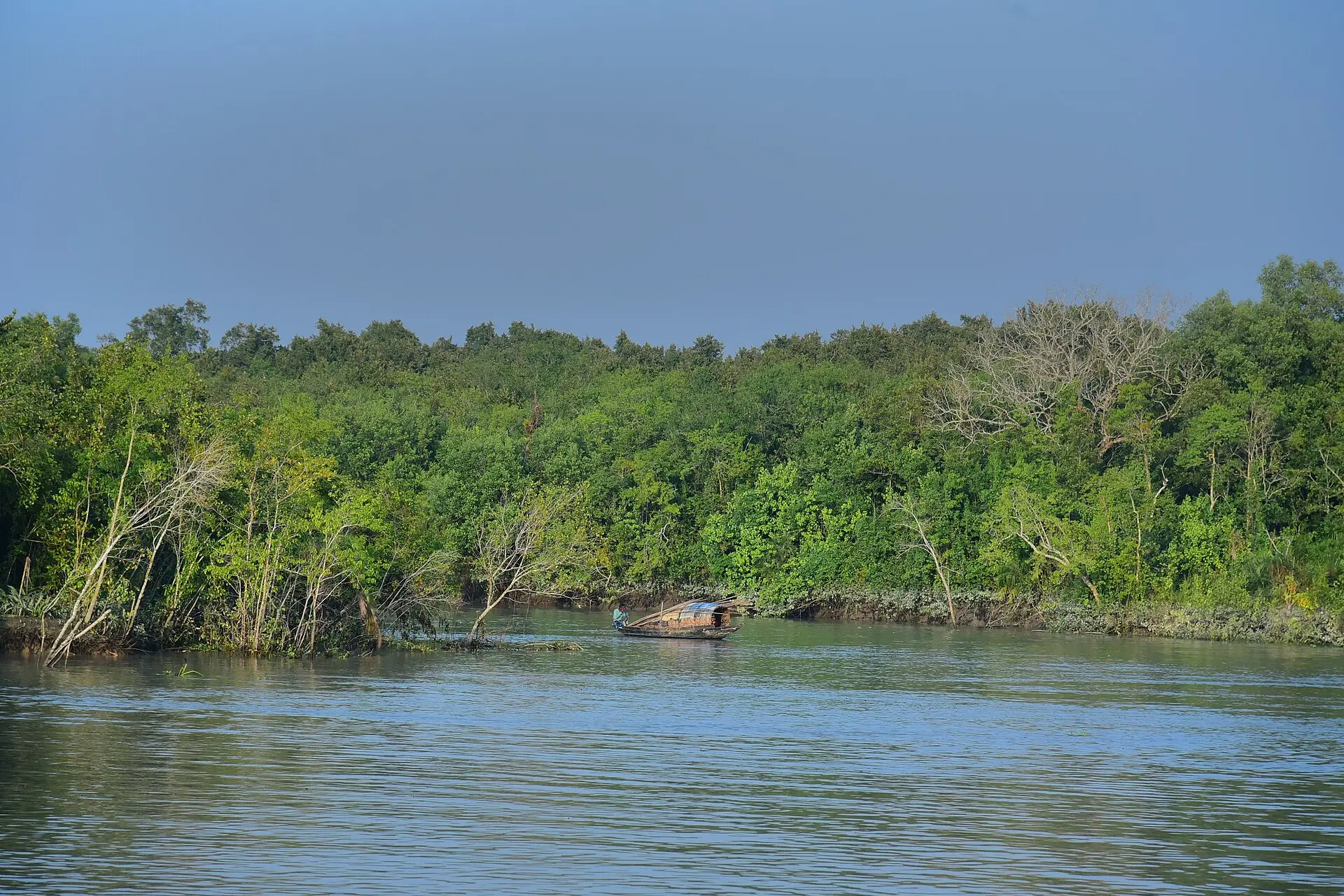 Mangrove forest waterway in the Sundarbans